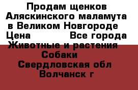 Продам щенков Аляскинского маламута в Великом Новгороде › Цена ­ 5 000 - Все города Животные и растения » Собаки   . Свердловская обл.,Волчанск г.